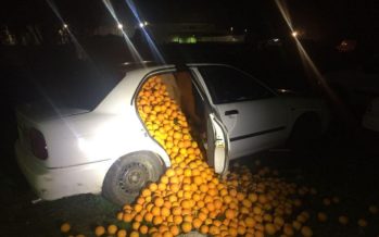 Έκλεψαν 4 τόνους πορτοκάλια και τα φόρτωσαν σε αυτοκίνητα