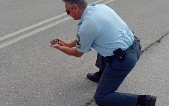 Αστυνομικός απομάκρυνε χελωνάκι από την άσφαλτο