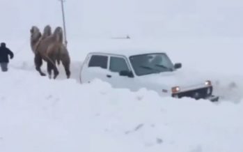 Καμήλα ξεκόλλησε από το χιόνι ένα Lada Niva (video)