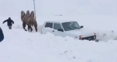 Καμήλα ξεκόλλησε από το χιόνι ένα Lada Niva (video)