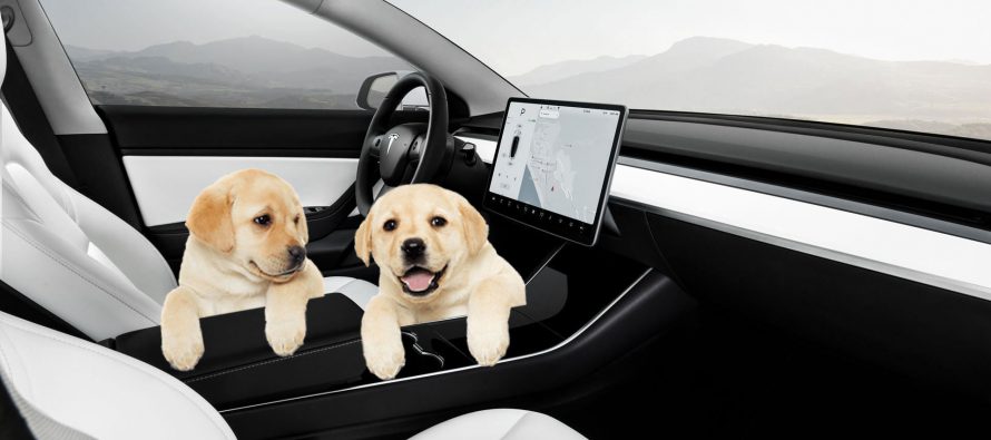 Με κλιματισμό και μουσική μέσα στα Tesla ο σκύλος όταν απουσιάζει ο οδηγός (video)