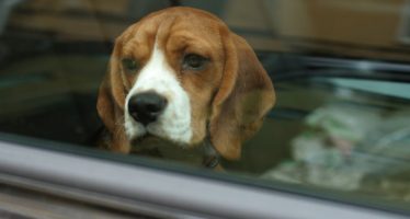 Πρέπει να τιμωρούνται από το νόμο όσοι σπάνε παράθυρο αυτοκινήτου για να σώσουν ένα σκύλο;