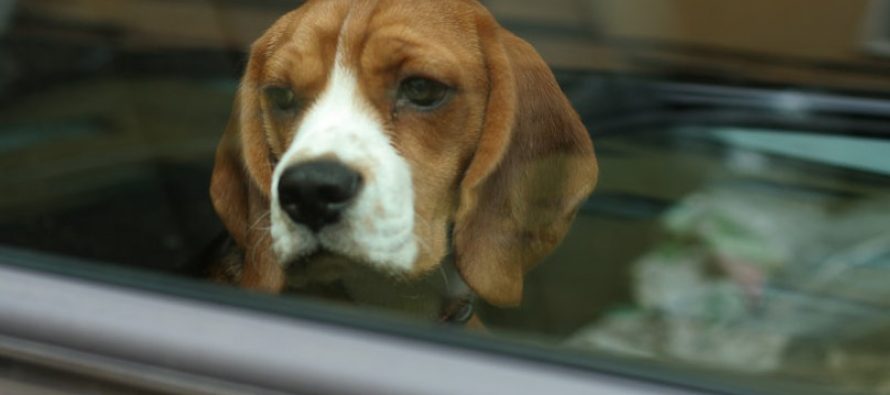 Πρέπει να τιμωρούνται από το νόμο όσοι σπάνε παράθυρο αυτοκινήτου για να σώσουν ένα σκύλο;