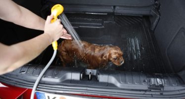 Κάντε μπάνιο το σκύλο σας στο πορτμπαγκάζ του νέου Ford Puma (video)