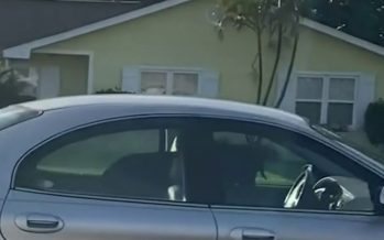 Ο σκύλος που κατάφερε να…οδηγήσει αυτοκίνητο (video)