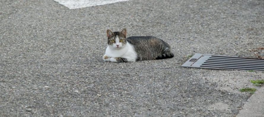 Έκλεβαν οδηγούς αυτοκινήτων με τη βοήθεια μιας γάτας