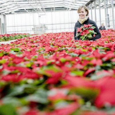 Advent, Advent… Mercedes-Benz Atego bringt Weihnachtssterne

The Mercedes-Benz Atego delivers poinsettias during the  advent period