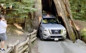 Δέντρο 2.500 ετών χτυπήθηκε από Nissan – Ο οδηγός το σφήνωσε μέσα στην κουφάλα (βίντεο)